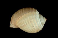 藏品(褐鶉螺)的圖片